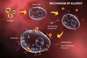 Mast cell releasing histamine due to allergic reaction Mast cell releasing histamine due to allergic reaction
