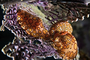 Related Images Gallery: Mating Flamingo Tongue Cowries on a purple sea fan