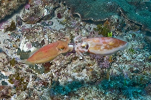 Mating orange cuttlefish, Byron Bay, Australia Mating orange cuttlefish, Byron Bay, Australia