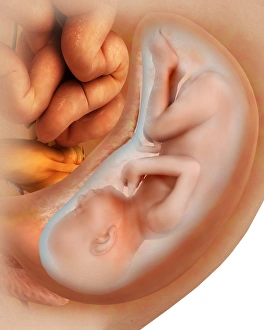 Medical illustration of fetus development at 36 weeks Medical illustration of fetus development at 36 weeks