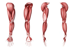 Medical illustration of human arm muscles, four side views Medical illustration of human arm muscles, four side views
