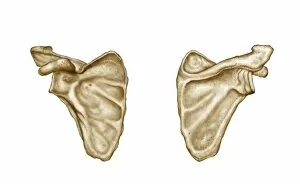 Scapula Gallery: Medical illustration of human scapula bone
