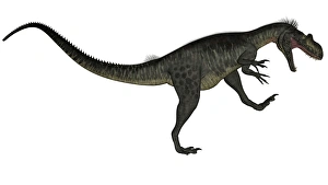Megalosaurus dinosaur roaring, white background Megalosaurus dinosaur roaring, white background