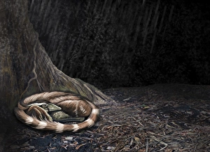 A Mei long curls up beside the roots of a tree to shelter from the rain A Mei long curls up beside the roots of a tree to shelter from the rain