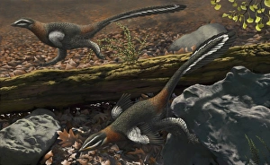 Mei long, the famous troodontid in the sleeping position Mei long, the famous troodontid in the sleeping position