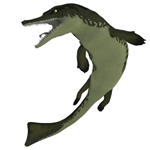 Metriorhynchus, an extinct genus of crocodyliform from the Jurassic Period Metriorhynchus, an extinct genus of crocodyliform from the Jurassic Period