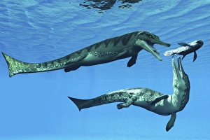 Metriorhynchus marine reptiles try to capture a Coelacanth fish Metriorhynchus marine reptiles try to capture a Coelacanth fish