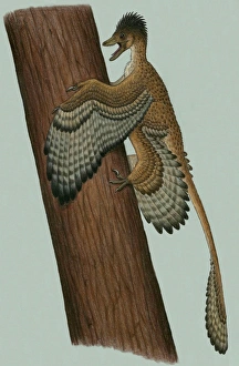 Microraptor gui, a small theropod from the Early Cretaceous period Microraptor gui, a small theropod from the Early Cretaceous period