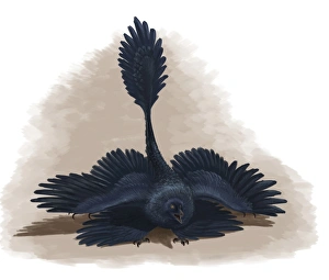 Microraptor gui spreads its four wings to look as large as possible Microraptor gui spreads its four wings to look as large as possible