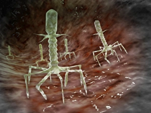Microscopic view of bacteriophages on the surface of a bacteria Microscopic view of bacteriophages on the surface of a bacteria