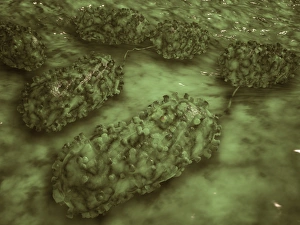 Microscopic view of E. coli bacteria cells Microscopic view of E. coli bacteria cells