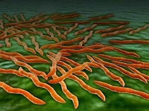 Microscopic view of a group of Borrelia burgdorferi bacteria