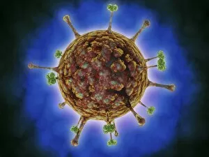 Microscopic view of Henipavirus