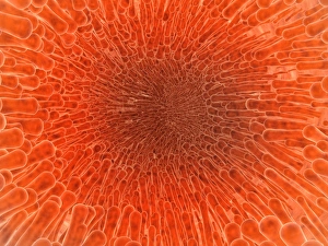Microscopic view inside of the artery with intestinal villi Microscopic view inside of the artery with intestinal villi