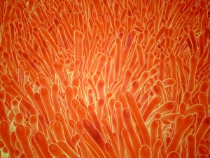 Microscopic view of intestinal villi inside the small intestine Microscopic view of intestinal villi inside the small intestine