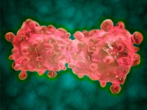 <b class=qtipBold><figcaption>Microscopic view of a leukemia cell</figcaption></b><br>Microscopic view of a leukemia cell.<br><em>© Stocktrek Images</em> Microscopic view of a leukemia cell