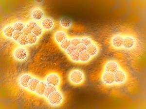 Microscopic view of Methicillin-resistant Staphylococcus aureus Microscopic view of Methicillin-resistant Staphylococcus aureus