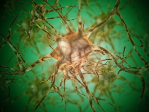 Microscopic view of multiple nerve cells, known as neurons Microscopic view of multiple nerve cells, known as neurons