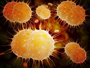 Microscopic view of Neisseria gonorrhoeae Microscopic view of Neisseria gonorrhoeae