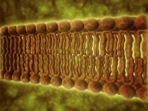 <b class=qtipBold><figcaption>Microscopic view of phospholipids</figcaption></b><br>Microscopic view of phospholipids. Phospholipids are a major component of all cell membranes as they can form lipid bilayers.<br><em>© Stocktrek Images</em> Microscopic view of phospholipids