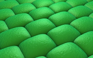 <b class=qtipBold><figcaption>Microscopic view of plant tissues</figcaption></b><br>Microscopic view of plant tissues.<br><em>© Stocktrek Images</em> Microscopic view of plant tissues