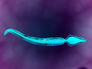 Microscopic view showing bone structure of sperm Microscopic view showing bone structure of sperm