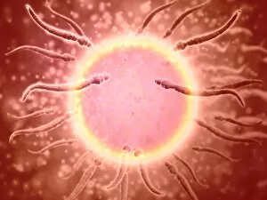 Microscopic view of sperm swimming towards egg