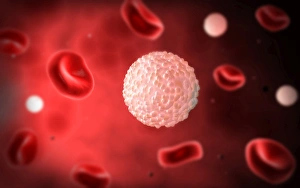 Microscopic view of white blood cells inside blood vessel Microscopic view of white blood cells inside blood vessel