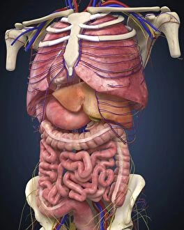 Midsection view showing internal organs of human body