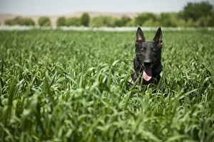 A military working dog sits in a field near a security position A military working dog sits in a field near a security position
