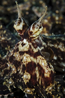 Mimic octopus, facial view, Lembeh Strait, Indonesia Mimic octopus, facial view, Lembeh Strait, Indonesia
