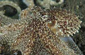 Mimic Octopus head, North Sulawesi, Indonesia Mimic Octopus head, North Sulawesi, Indonesia