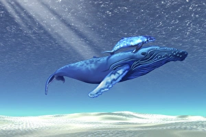 Mom and baby humpback whales swim through clear tropical waters Mom and baby humpback whales swim through clear tropical waters