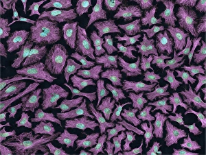 Multiphoton fluorescence image of HeLa cells Multiphoton fluorescence image of HeLa cells