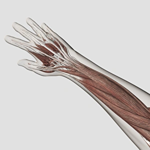 <b class=qtipBold><figcaption>Muscle anatomy of human arm and hand</figcaption></b><br>Muscle anatomy of human arm and hand.<br><em>© Stocktrek Images</em> Muscle anatomy of human arm and hand