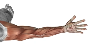 Muscle anatomy of the human arm, posterior view Muscle anatomy of the human arm, posterior view