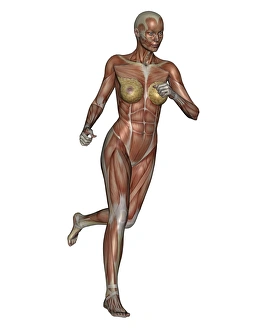 <b class=qtipBold><figcaption>Muscular woman running</figcaption></b><br>Muscular woman running, isolated on white background<br><em>© Elena Duvernay/Stocktrek Images</em> Muscular woman running