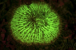 A mushroom coral fluoresces as UV light is shown upon it A mushroom coral fluoresces as UV light is shown upon it