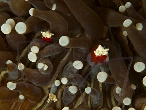 Mushroom coral ghost shrimps hiding among tentacles, North Sulawesi Mushroom coral ghost shrimps hiding among tentacles, North Sulawesi