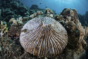 A mushroom coral grows on a reef in Indonesia A mushroom coral grows on a reef in Indonesia