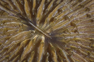 Detail of a mushroom coral on a reef in Indonesia Detail of a mushroom coral on a reef in Indonesia