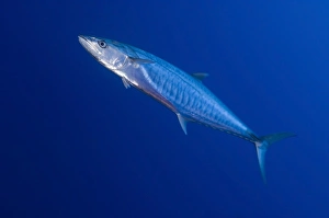 Narrow barred Spanish mackerel in motion, Papua New Guinea Narrow barred Spanish mackerel in motion, Papua New Guinea