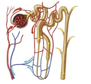 Nephron detail, the functional unit of excretion in the human kidney Nephron detail, the functional unit of excretion in the human kidney