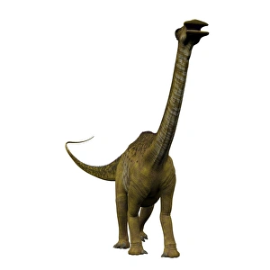 <b class=qtipBold><figcaption>Nigersaurus dinosaur, front view</figcaption></b><br>Nigersaurus dinosaur, front view. Nigersaurus was a sauropod herbivorous dinosaur that lived in the Republic of Niger, Africa during the Cretaceous Period.<br><em>© Corey Ford/Stocktrek Images</em> Nigersaurus dinosaur, front view