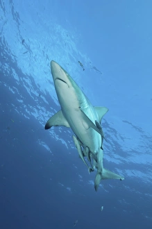 Oceanic blacktip shark with remora and pilot fish, Aliwal Shoal, South Africa Oceanic blacktip shark with remora and pilot fish, Aliwal Shoal, South Africa