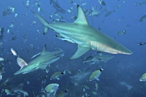 Oceanic blacktip sharks in a cloud of silver fish, Aliwal Shoal, South Africa Oceanic blacktip sharks in a cloud of silver fish, Aliwal Shoal, South Africa