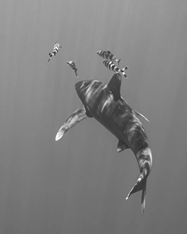 Oceanic whitetip shark chasing a group of fish Oceanic whitetip shark chasing a group of fish