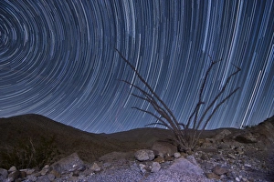 An octotillo backdropped by star tails in Anza Borrego Desert State Park An octotillo backdropped by star tails in Anza Borrego Desert State Park