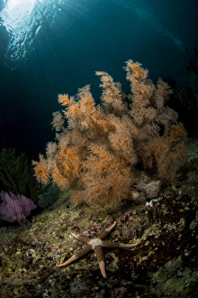 Orange black coral bush and a sea star on a rocky reef top in Indonesia Orange black coral bush and a sea star on a rocky reef top in Indonesia