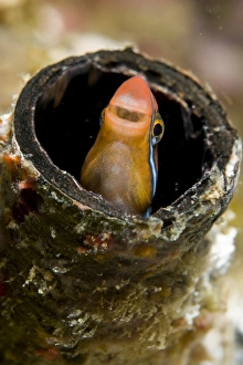Orange blenny peeking out of a tube, Komodo, Indonesia Orange blenny peeking out of a tube, Komodo, Indonesia